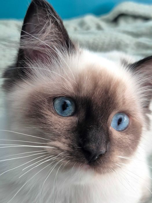Kotka Ragdoll seal mitted