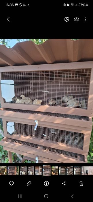 Viveiros Cordornizes