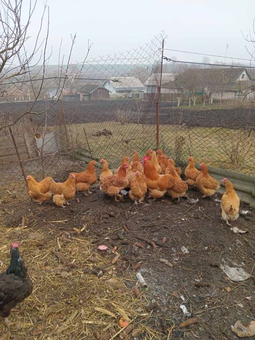 Палевий орпінгтон