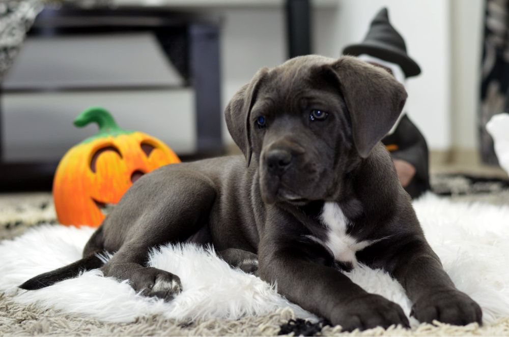 Обирайте кращих-обирайте Кане Корсо