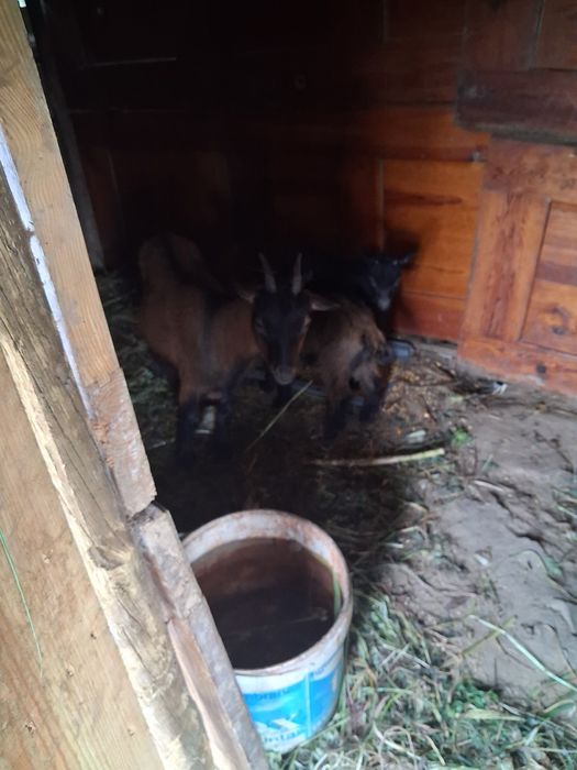 Tenho esta cabrita para vender com dois filhos