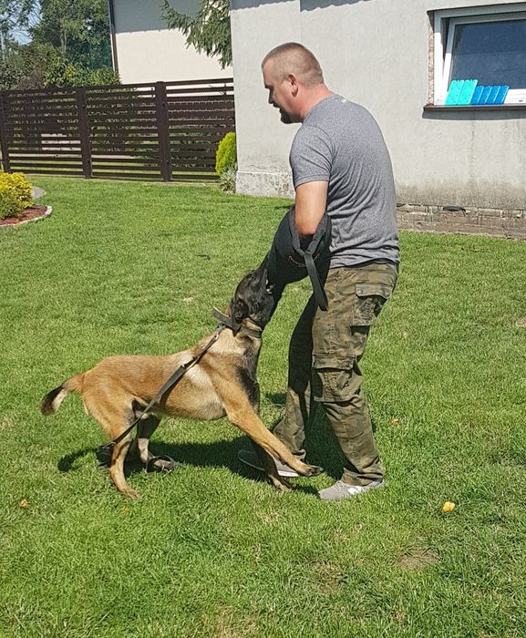 Owczarek belgijski malinois szczeniak