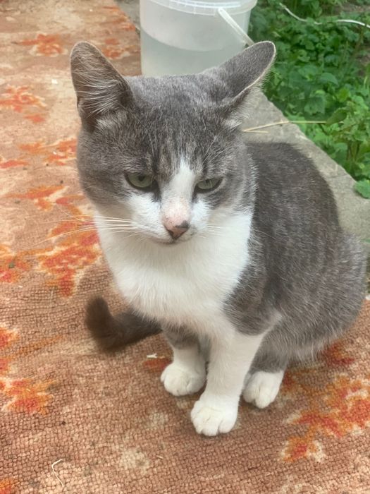 Котик в добрі руки