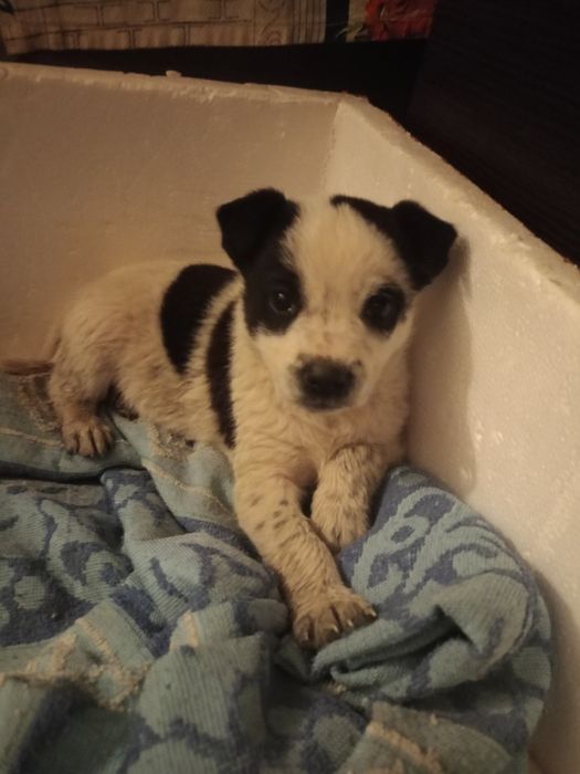 Отдам в хорошие руки щенка