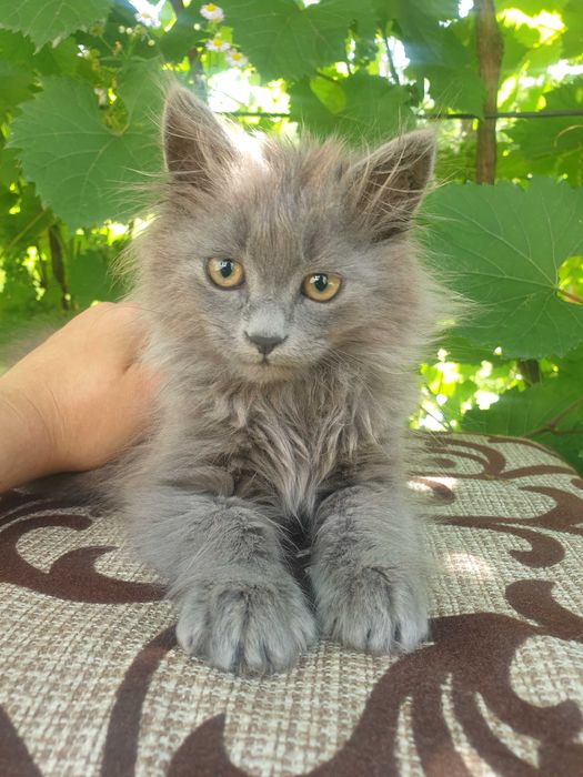 Сибірське кошеня в добрі руки