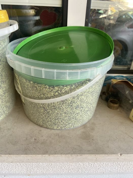 Oregãos apanhados Tradicionalmente