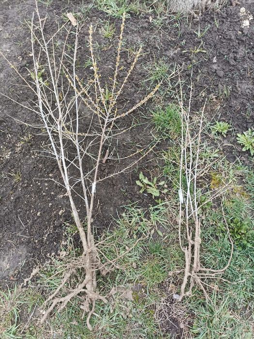 продам саджанці та черенки обліпихи Лейкора