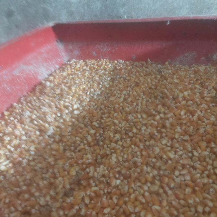 Vendo milho caseiro miúdo.