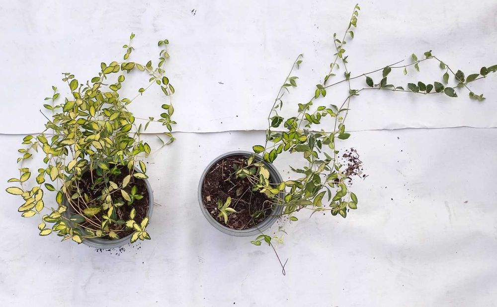 Barwinek dwukolorowy, brunera srebrno-zielona, żurawki.