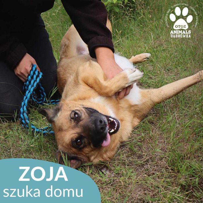 Zoja szuka domu !