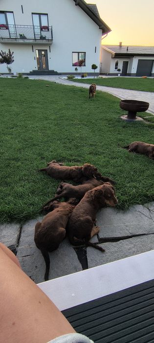 Szczeniak wachtelhund płochacz niemiecki