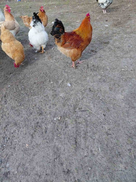 Продам молодих півників