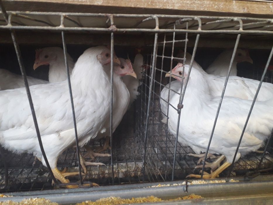 продам курей, курчат, качок