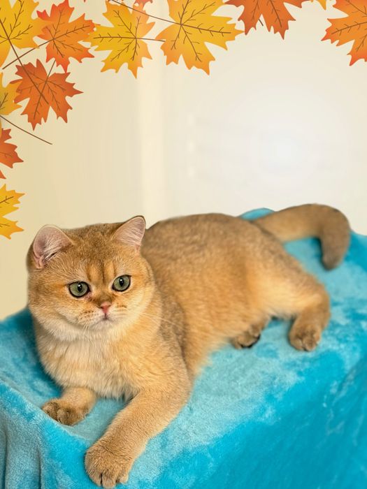 Мальчик золотая шиншилла