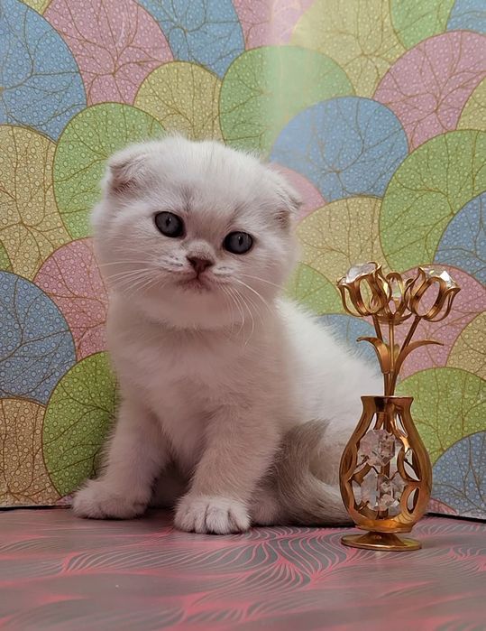Домашние, воспитанные котята