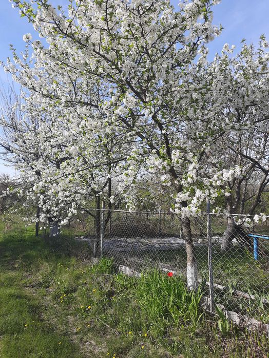 Дача в с. Ямбург