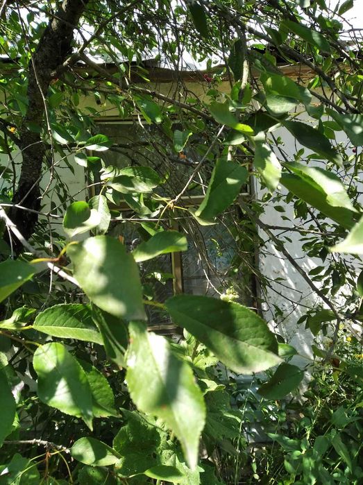будинок на ділянці 37 соток село Лісовичі Вишгородський район