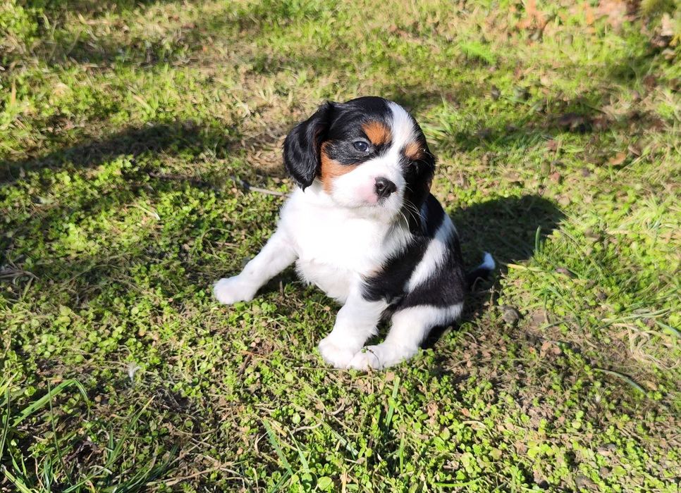cavalier king charles spaniel samczyk