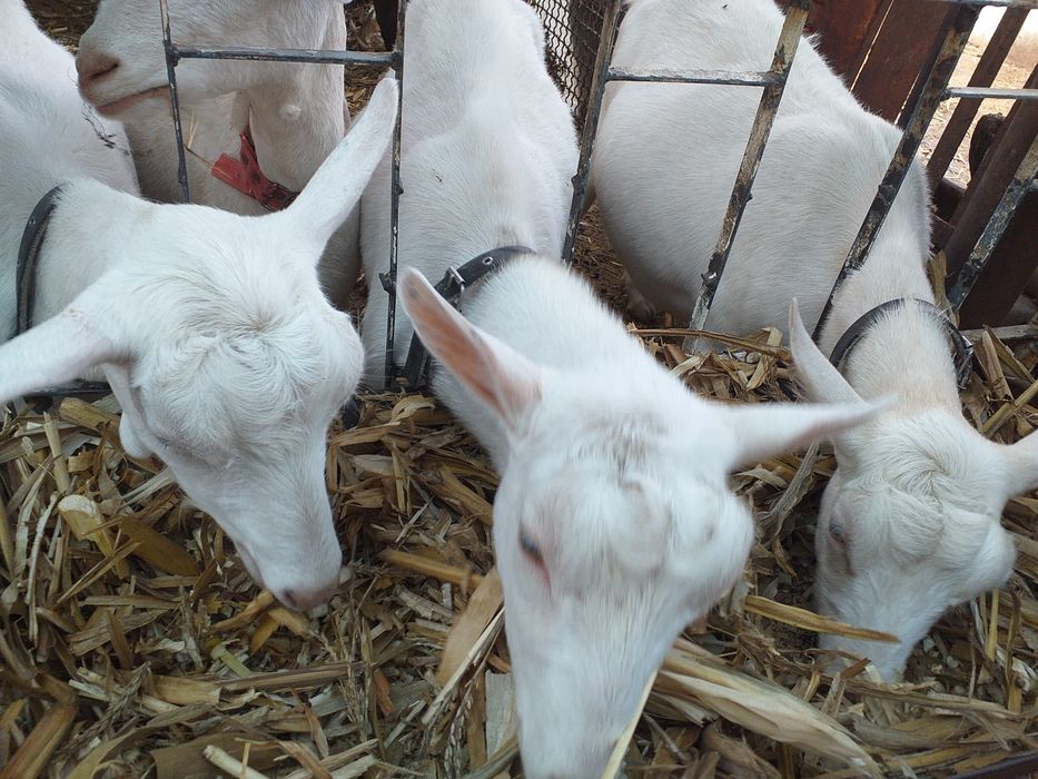 Продам Дойных  зааненских коз.