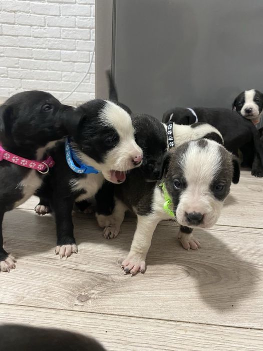 Щенята Кане-Корсо