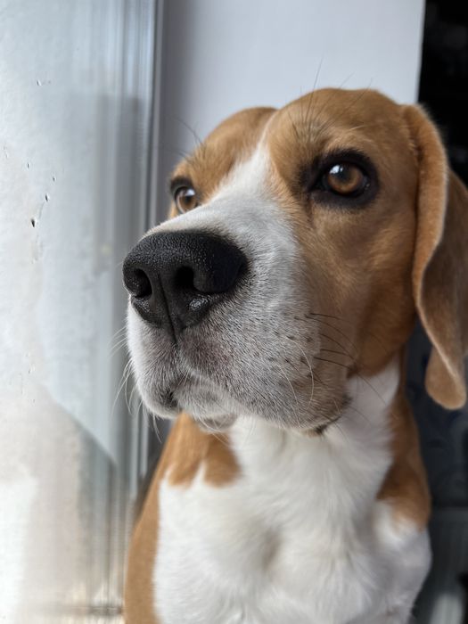 Вязка з біглем, дає дуже гарне потомство