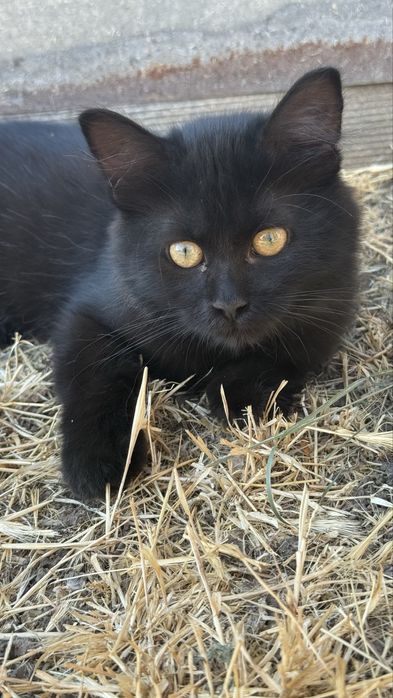 Віддам безкоштовно кошеня (дівчинка)