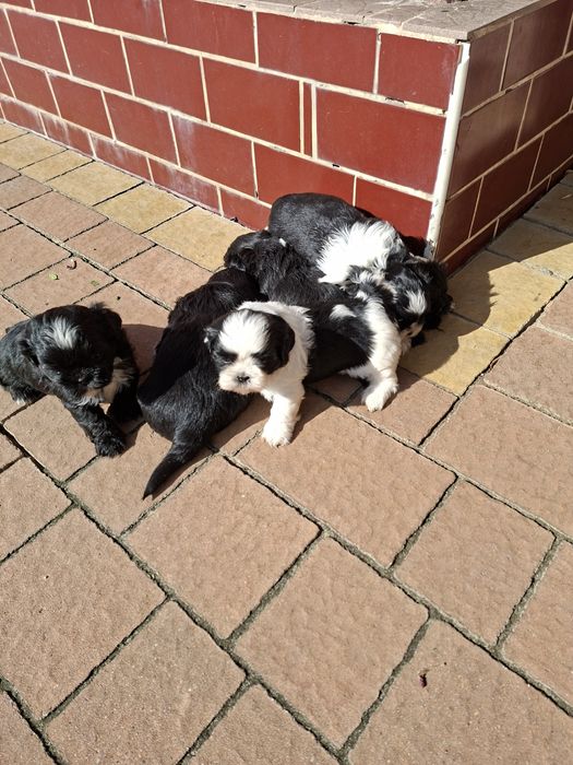 Witam sprzedam pieksi Shih-Tzu.