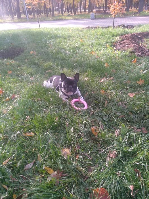 Французский бульдог предлагает вязку