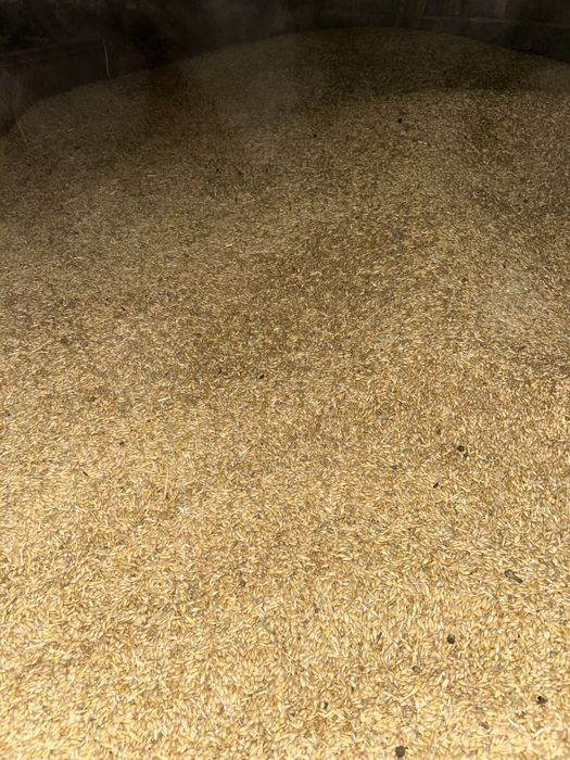 Zboże pszenica owies jęczmień kukurydza