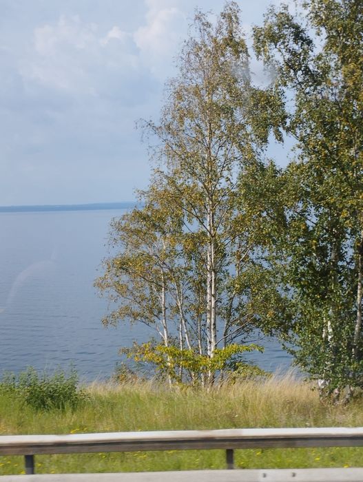 Wycinka drzew ,karczowanie, sprzątanie