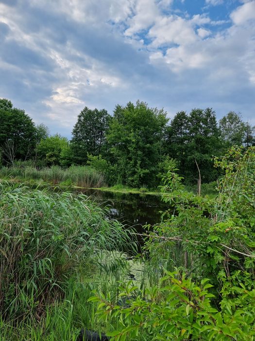 Вакуленці, з виходом до річки, 20 сотих з капітальним будинком