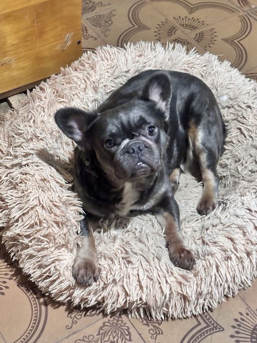 Дівчинка флаффі