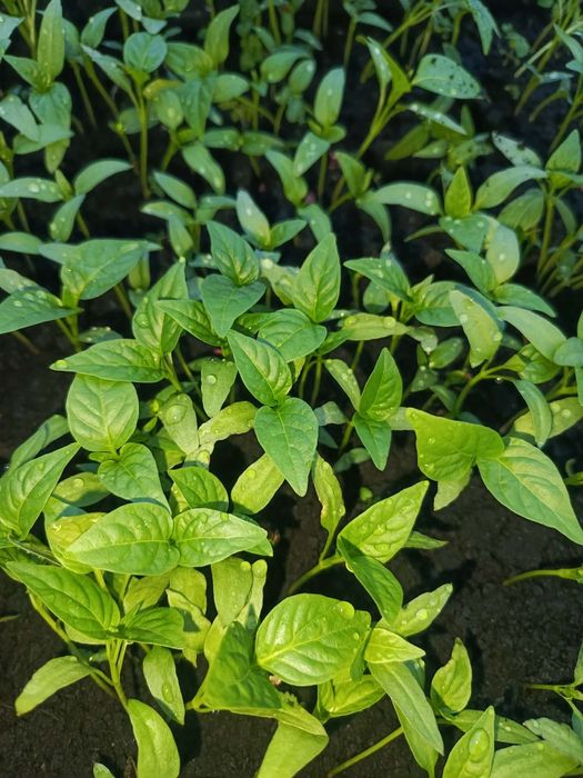 Sprzedam sadzonki warzyw