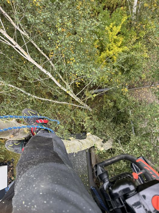 Wycinka drzew, usługi arborystyczne