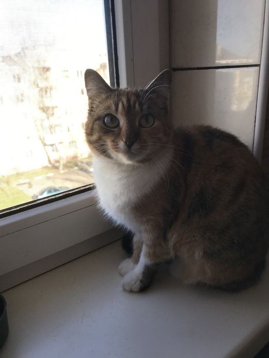 Киця. Кіт. Кошеня