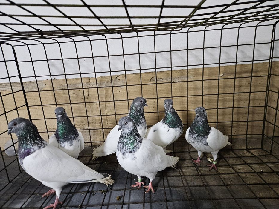 Gołębie budapeszty Bydgoszcz