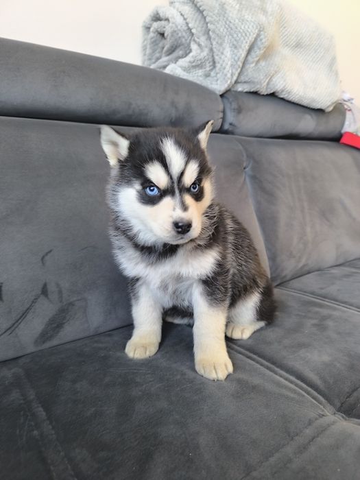 Husky suczka niebieskie oczka