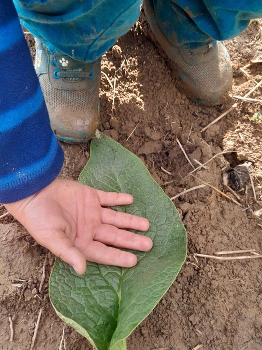 żywokost rosyjski bocking 14 sadzonki sadzonka Żywokostu  uplandicum