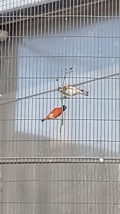Hibrido Cardinalito e Pintassilgo