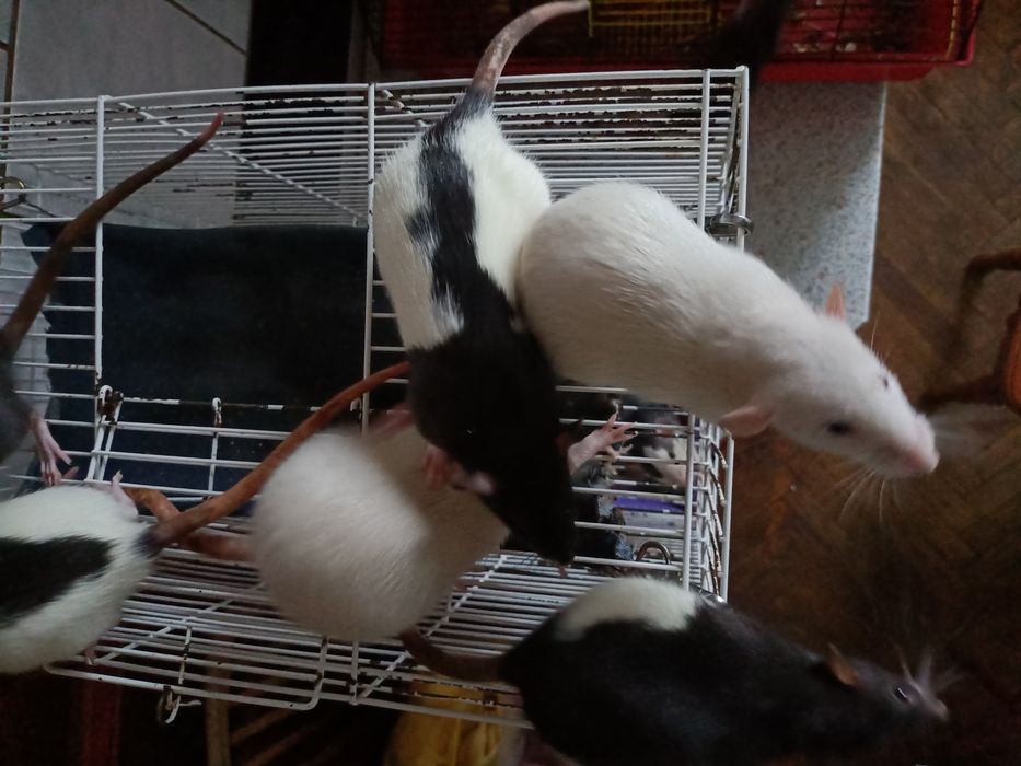 Ручні декоративні криски Дамбо