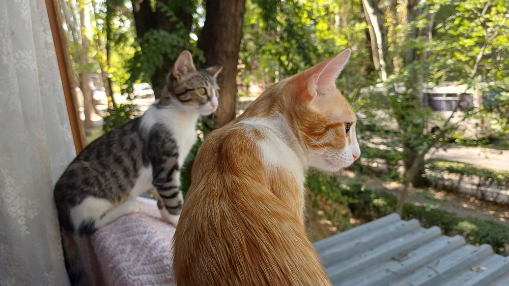 Котята-верные друзья!