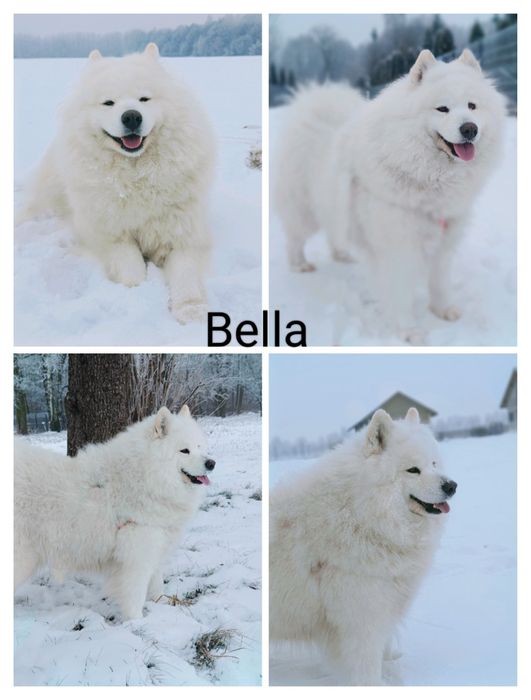Samoyed piesek  biały miś