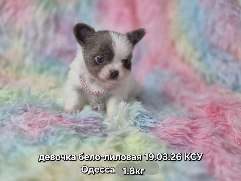 Малышка мини чихуахуа КСУ