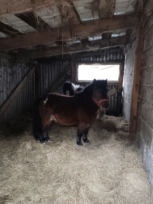 Sprzedam dwa ogierki kucyki