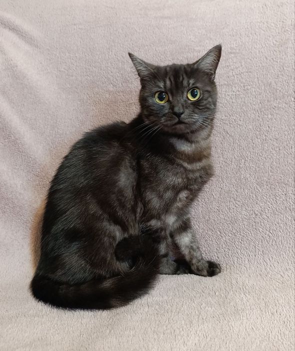 Шотландська кішечка