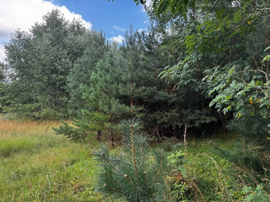 Atrakcyjna działka budowlana Ostrów powiat Słupecki