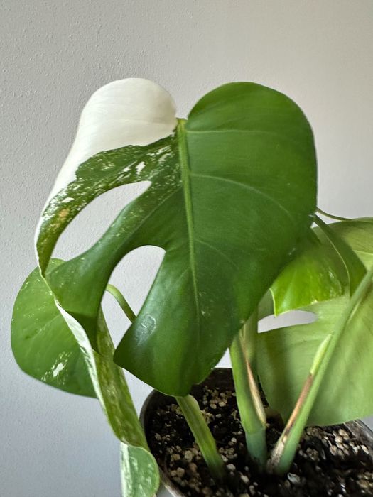 Monstera Variegata