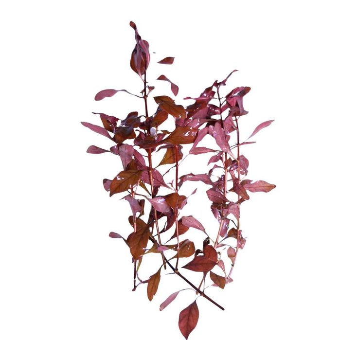 Ludwigia Mini Super Red – czerwona roślina do akwarium - 5 szt.