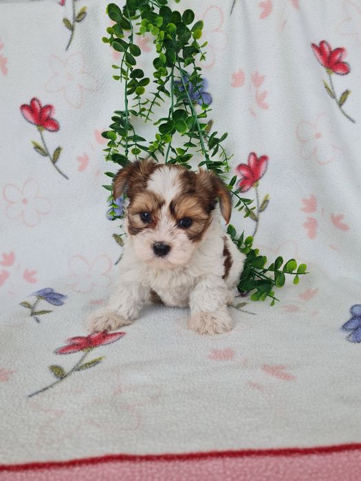 Excelente mini Yorkshire Beiwer de Qualidade