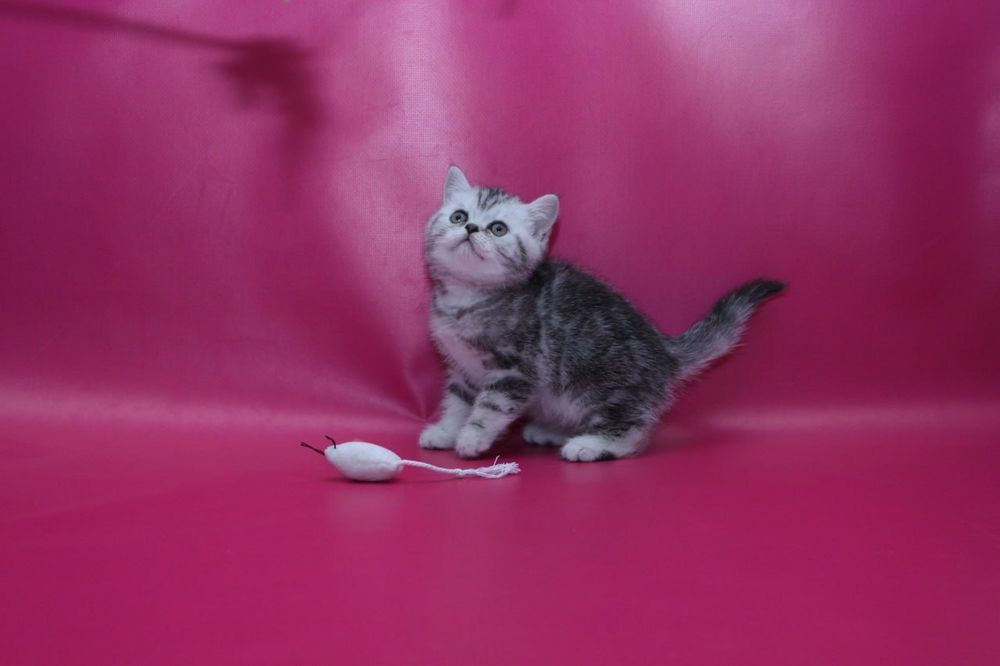 Шикарные  чистокровные кошечки в Киеве! Теремки 2